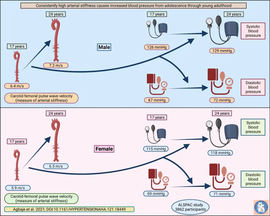 Arterial stiffness in adolescence may potentially cause hypertension and obesity in young adulthood